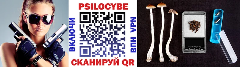 закладка  Камышлов  Псилоцибиновые грибы Psilocybine cubensis 